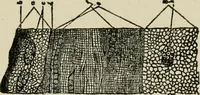 Picture 37 of 38 from The Microscope (1881), leaf 194