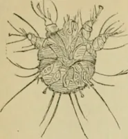 Picture 10 of 38 from The Microscope (1881), leaf 41