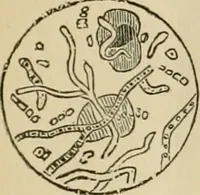 An illustration from The Microscope (1881)