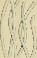 An illustration from The Microscope (1881)
