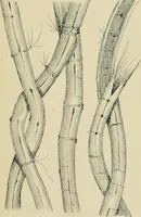 An illustration from The Microscope (1881)