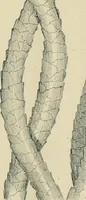 An illustration from The Microscope (1881)