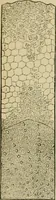 Picture 2 of 38 from The Microscope (1881), leaf 7