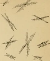 An illustration from The Microscope (1881)