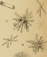 An illustration from The Microscope (1881)