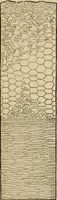 Picture 3 of 38 from The Microscope (1881), leaf 8