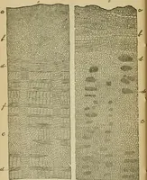 Picture 20 of 38 from The Microscope (1881), leaf 91