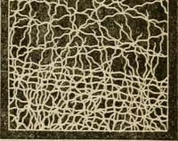 Picture 22 of 38 from The Microscope (1881), leaf 94
