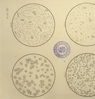 An illustration from The microscope in the brewery and malt-house (1889)