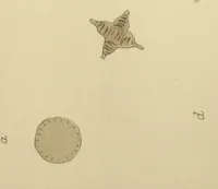 Picture 3 of 3 from The microscope in the brewery and malt-house (1889), leaf 226