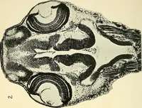 Picture 119 of 151 from The microscope; an introduction to microscopic methods and to histology (1901), leaf 249