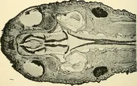 Picture 120 of 151 from The microscope; an introduction to microscopic methods and to histology (1901), leaf 249