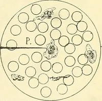 An illustration from The microscope; an introduction to microscopic methods and to histology (1901)