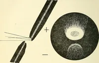 Picture 130 of 151 from The microscope; an introduction to microscopic methods and to histology (1901), leaf 269