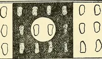 Picture 137 of 151 from The microscope; an introduction to microscopic methods and to histology (1901), leaf 282