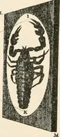 An illustration from The microscope : an introduction to microscopic methods and to histology (1911)