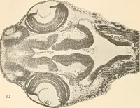 An illustration from The microscope : an introduction to microscopic methods and to histology (1911)