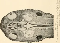 An illustration from The microscope : an introduction to microscopic methods and to histology (1911)