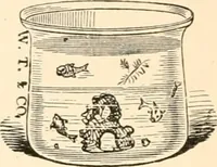 Picture 76 of 95 from The microscope; an introduction to microscopic methods and to histology (1899), leaf 185