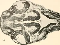 An illustration from The microscope; an introduction to microscopic methods and to histology (1899)