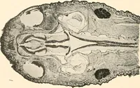 An illustration from The microscope; an introduction to microscopic methods and to histology (1899)