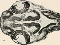An illustration from The microscope : an introduction to microscopic methods and to histology (1911)