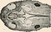 An illustration from The microscope : an introduction to microscopic methods and to histology (1911)