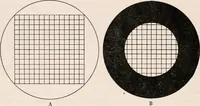 An illustration from The microscope; an introduction to microscopic methods and to histology (1917)