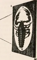 An illustration from The microscope; an introduction to microscopic methods and to histology (1917)