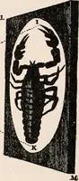 An illustration from The microscope; an introduction to microscopic methods and to histology (1917)