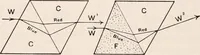 An illustration from The microscope; an introduction to microscopic methods and to histology (1917)