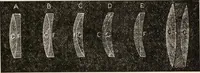 An illustration from The microscope; an introduction to microscopic methods and to histology (1917)