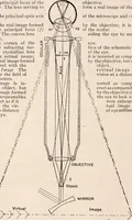 An illustration from The microscope; an introduction to microscopic methods and to histology (1917)