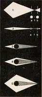 An illustration from The microscope; an introduction to microscopic methods and to histology (1917)