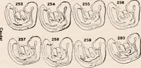 An illustration from The microscope; an introduction to microscopic methods and to histology (1917)
