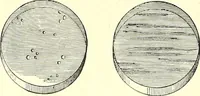 An illustration from The microscope : its construction and management : including technique, photo-micrography, and the past and future of the microscope (1893)