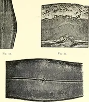 An illustration from The microscope : its construction and management : including technique, photo-micrography, and the past and future of the microscope (1893)