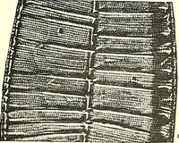 An illustration from The microscope : its construction and management : including technique, photo-micrography, and the past and future of the microscope (1893)