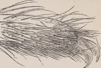An illustration from The microscope and its revelations (1891)