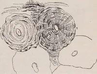 An illustration from The microscope and its revelations (1891)