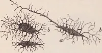 An illustration from The microscope and its revelations (1891)