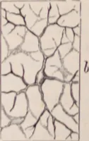 An illustration from The microscope and its revelations (1891)