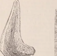An illustration from The microscope and its revelations (1891)