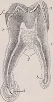 An illustration from The microscope and its revelations (1891)