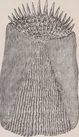 An illustration from The microscope and its revelations (1891)