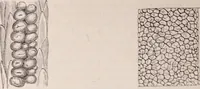 An illustration from The microscope and its revelations (1891)
