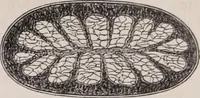An illustration from The microscope and its revelations (1891)