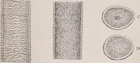 An illustration from The microscope and its revelations (1891)