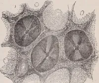 An illustration from The microscope and its revelations (1891)