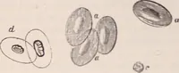 An illustration from The microscope and its revelations (1891)